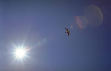 ����� ���� ����