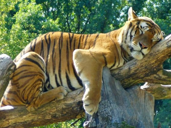 ��� ����������� - ��� ����!